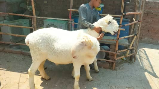 Mundra chatra jori for sale ak 2dant ak khera net weight 130kg