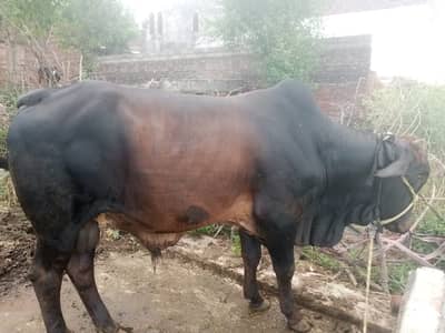 4.5lac 3 year Sale qurbani | bachra | wacha | گائے | qurbani