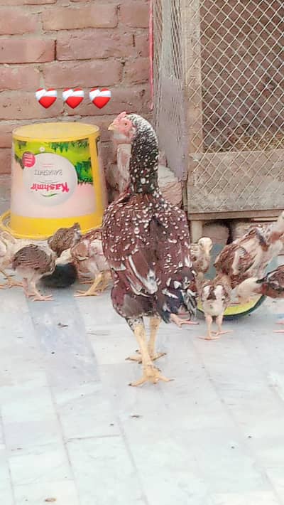 aseel chicks age 45-50 day