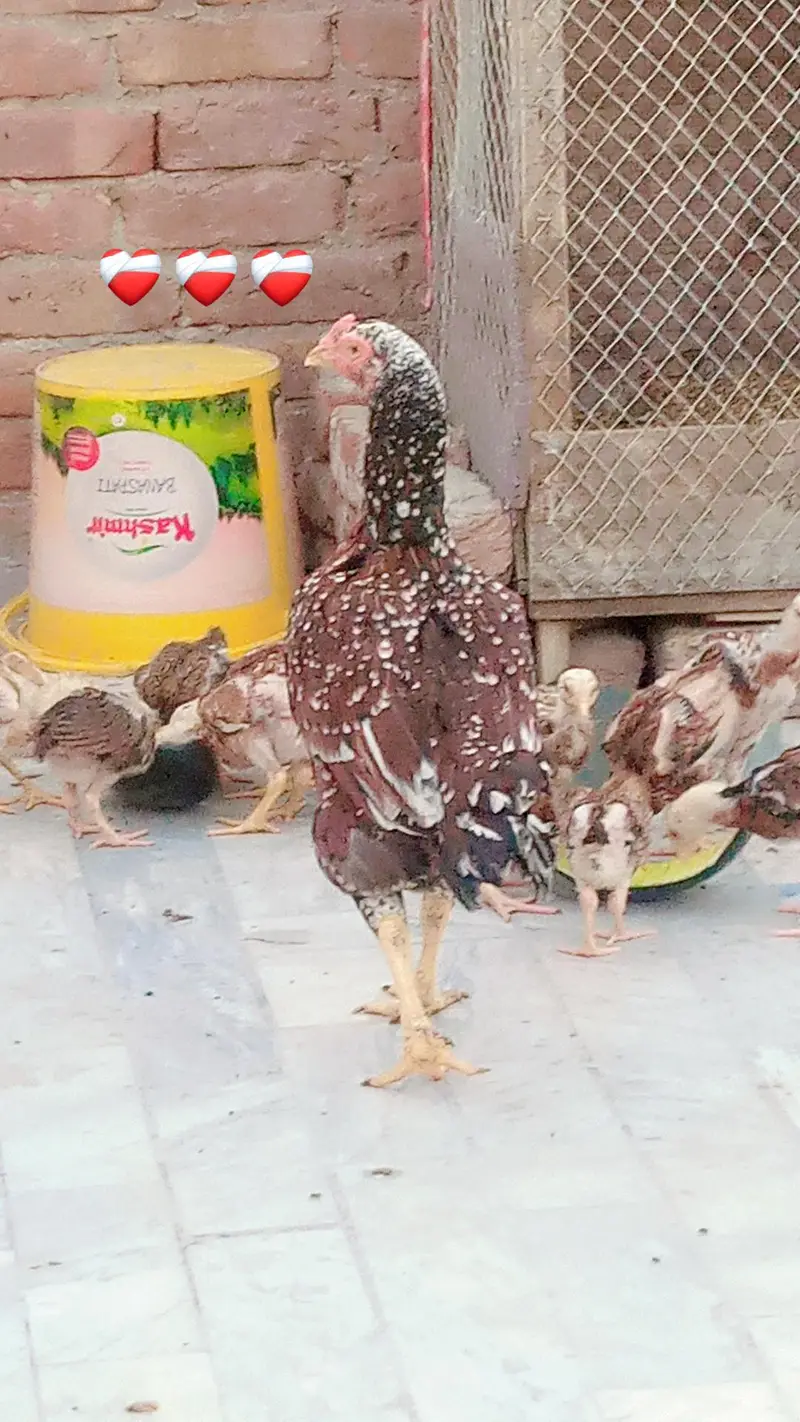 aseel chicks age 45-50 day