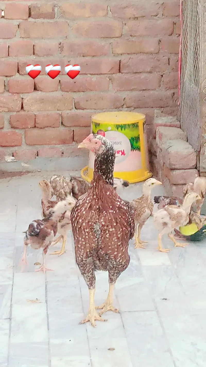 aseel chicks age 45-50 day — photo 2
