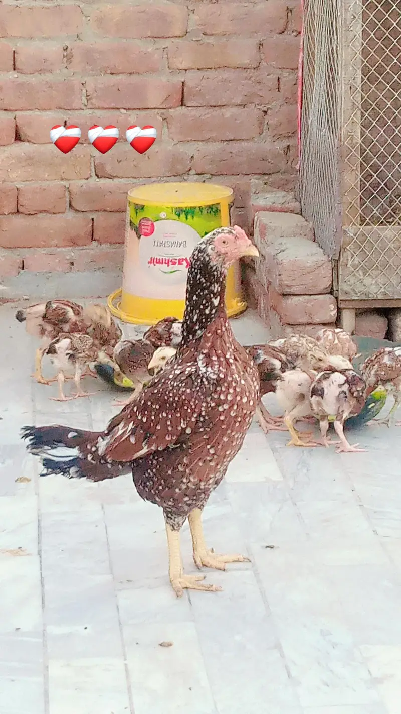 aseel chicks age 45-50 day — photo 3