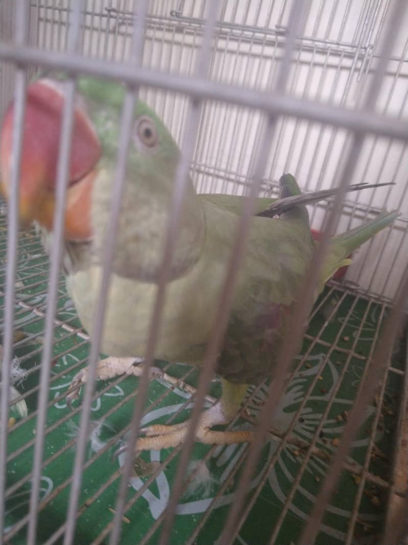 raw parrot 0