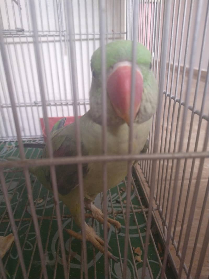 raw parrot 1
