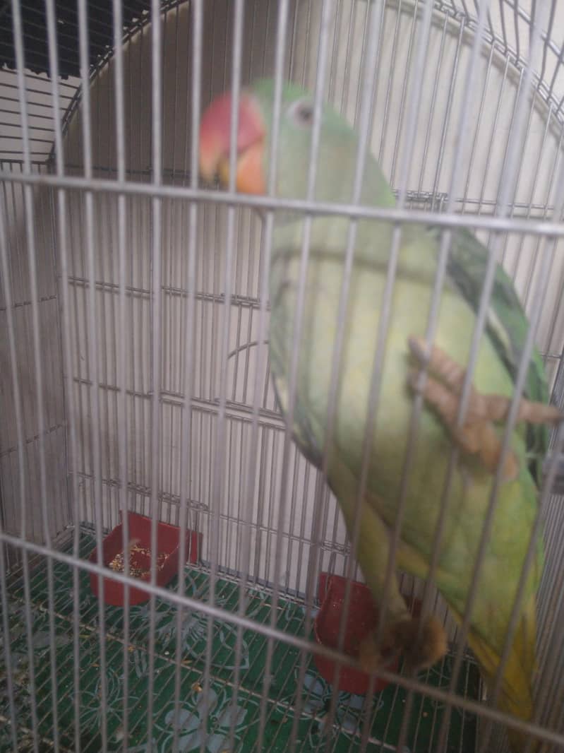 raw parrot 2
