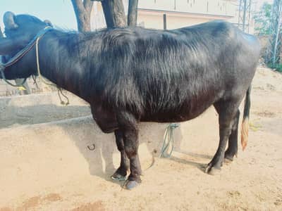 qubrani ka laye female for sale