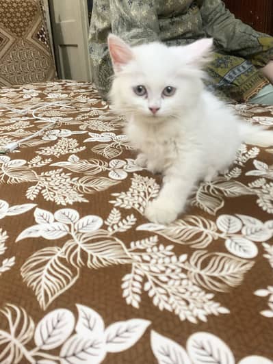 White baby cat male