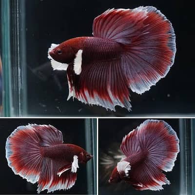 Red Dragon Dumbo Ear Betta