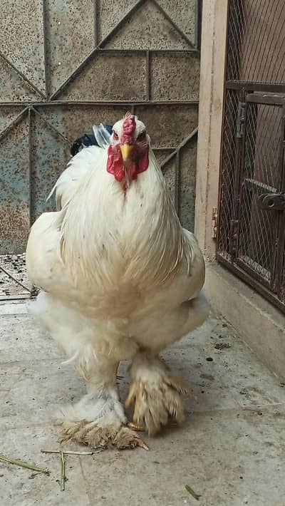 Light Brahma