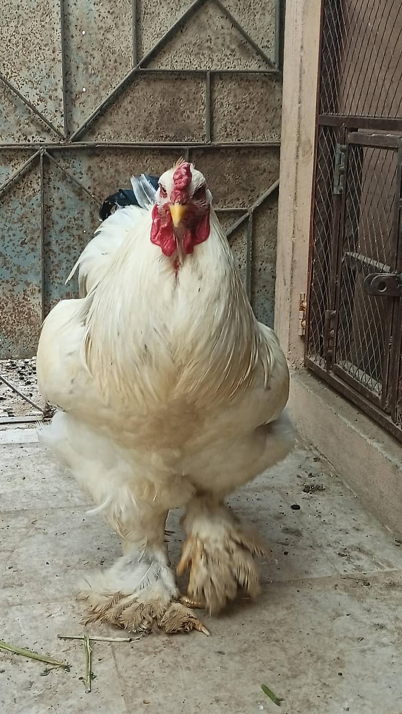 Light Brahma 0