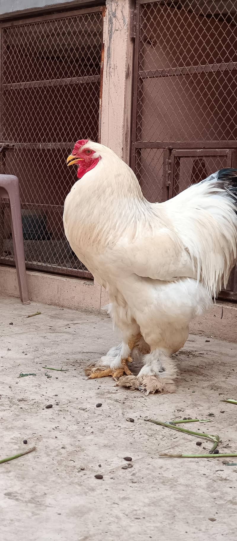 Light Brahma 1