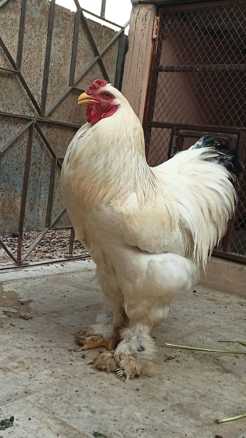 Light Brahma 2