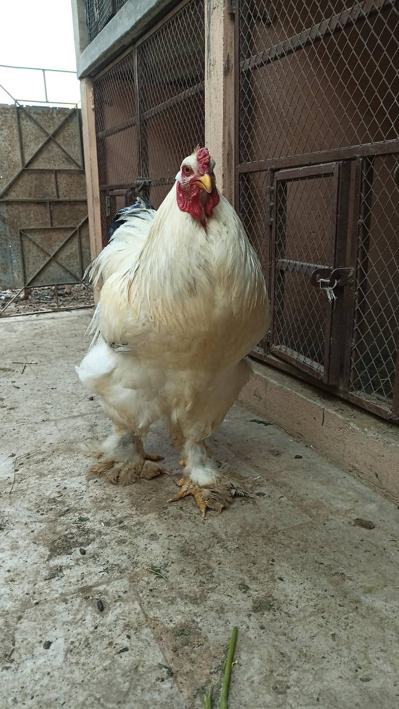 Light Brahma 3