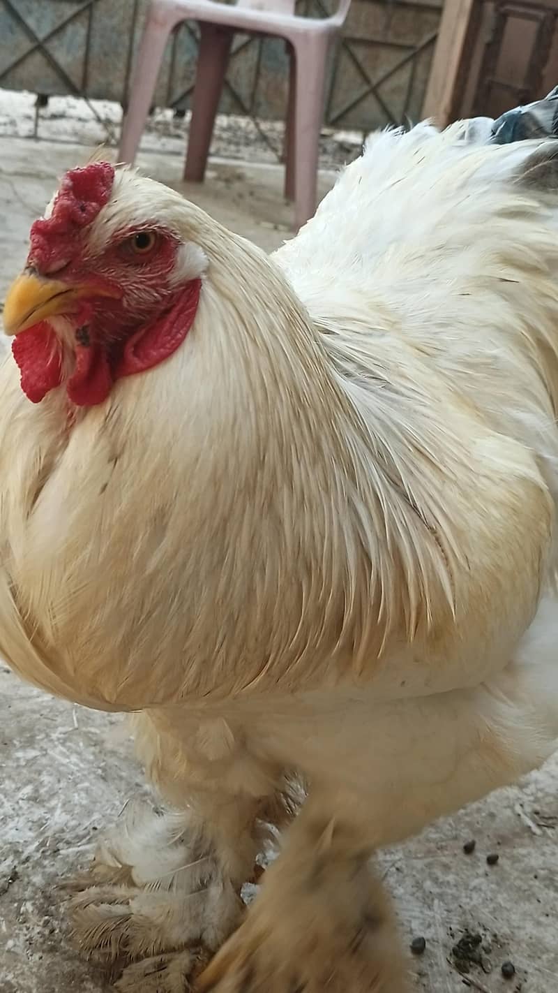Light Brahma 4