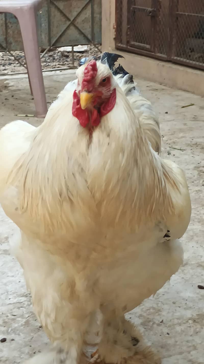 Light Brahma 5