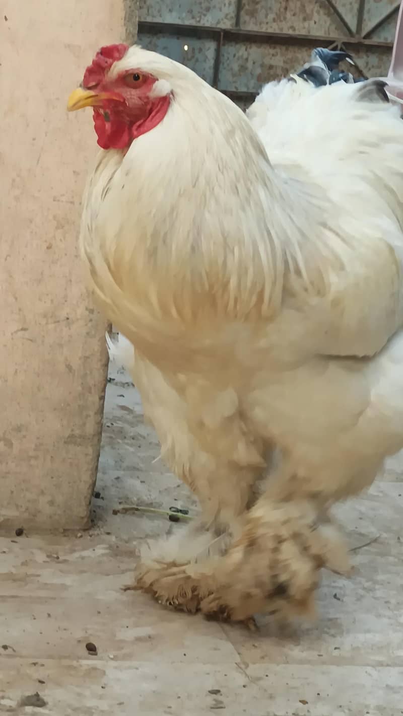 Light Brahma 6