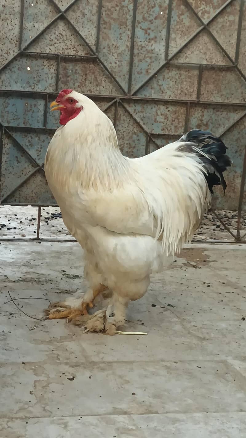 Light Brahma 7