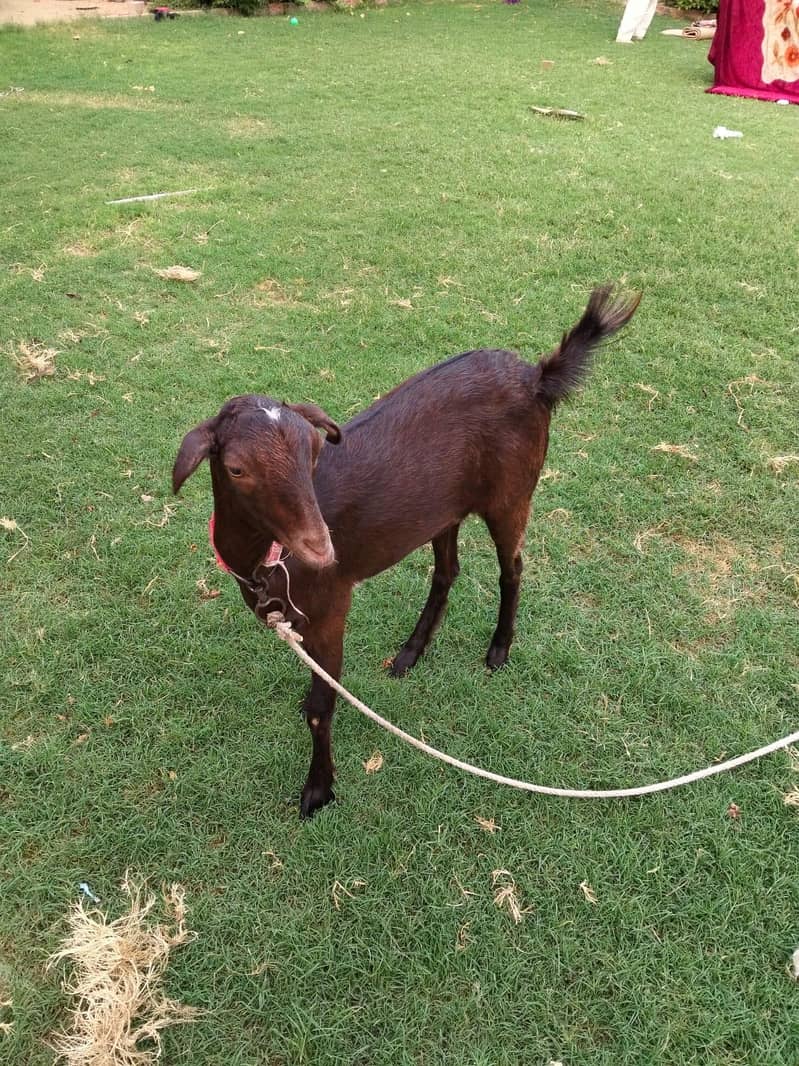 goats 1