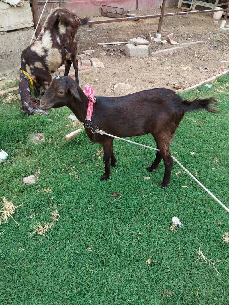goats 4