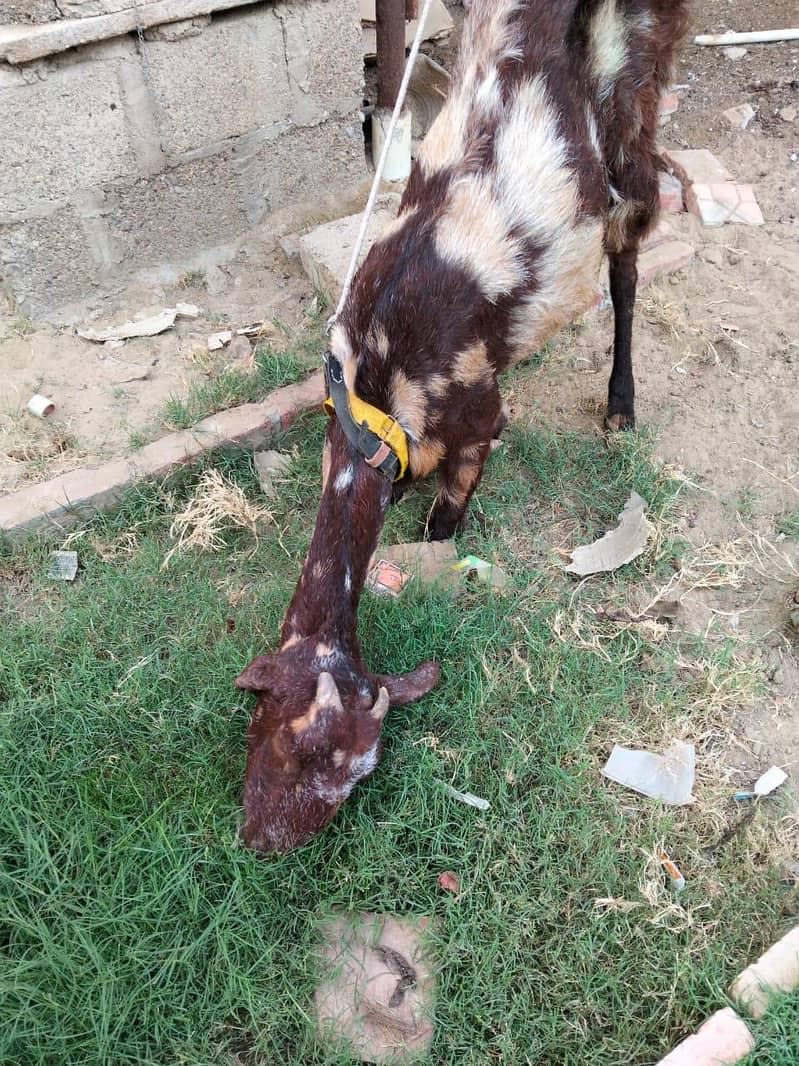 goats 5