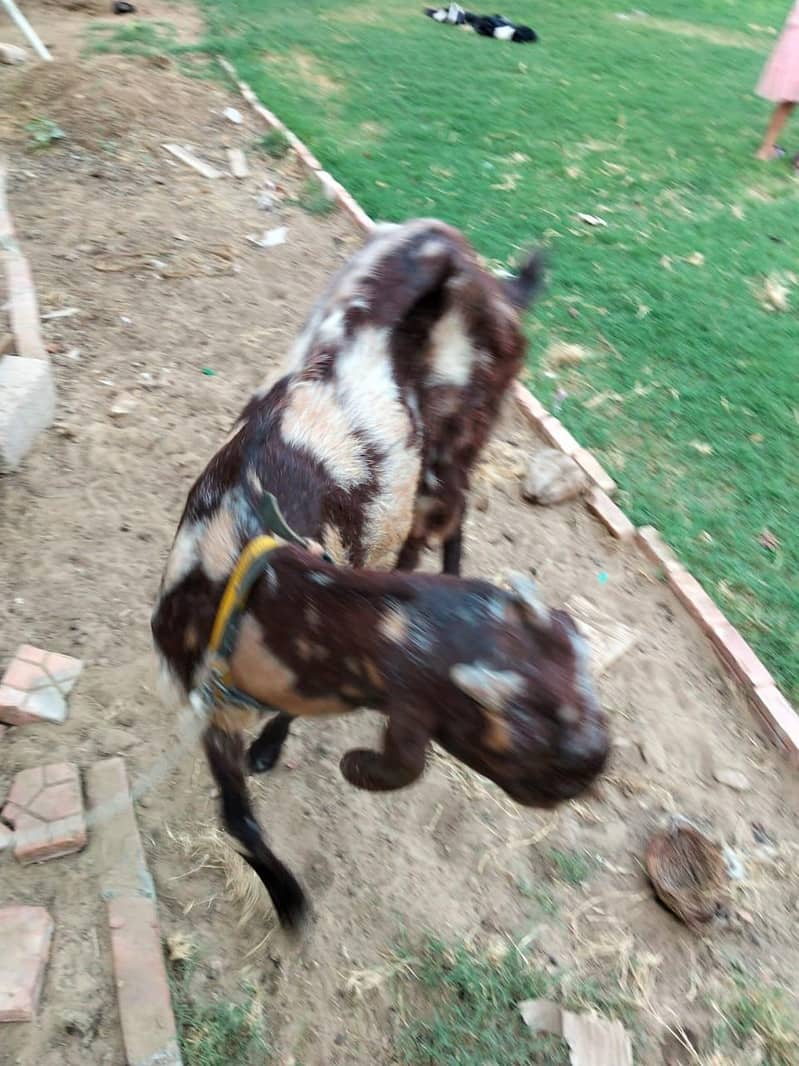 goats 6