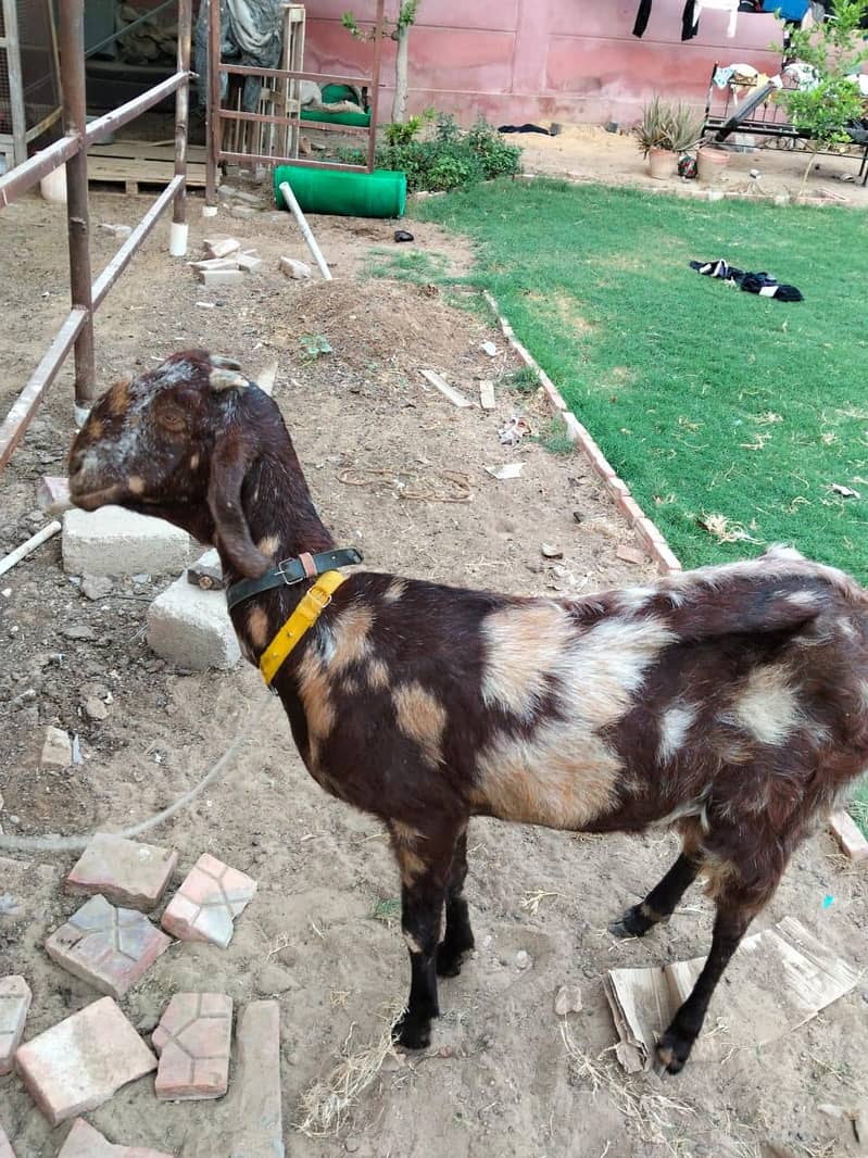 goats 7