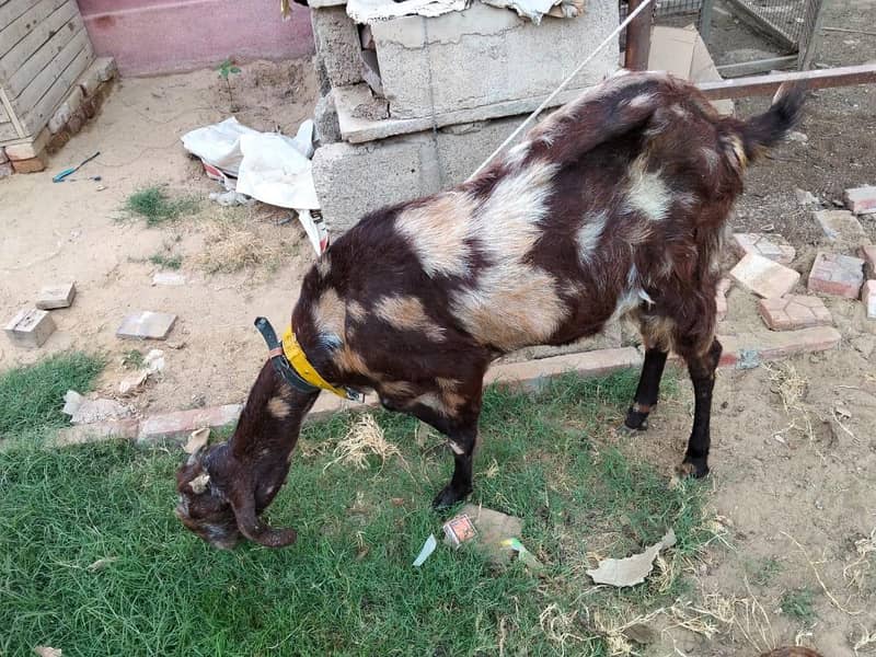 goats 9