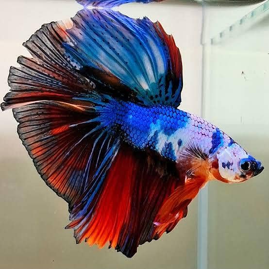 Betta Fish 0