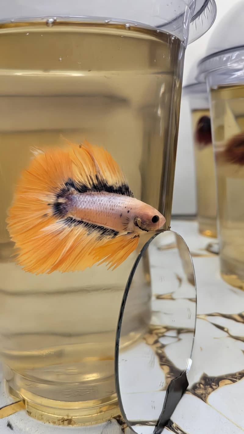 Betta Fish 1