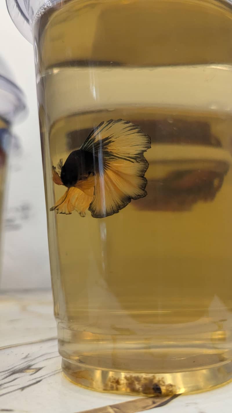 Betta Fish 2