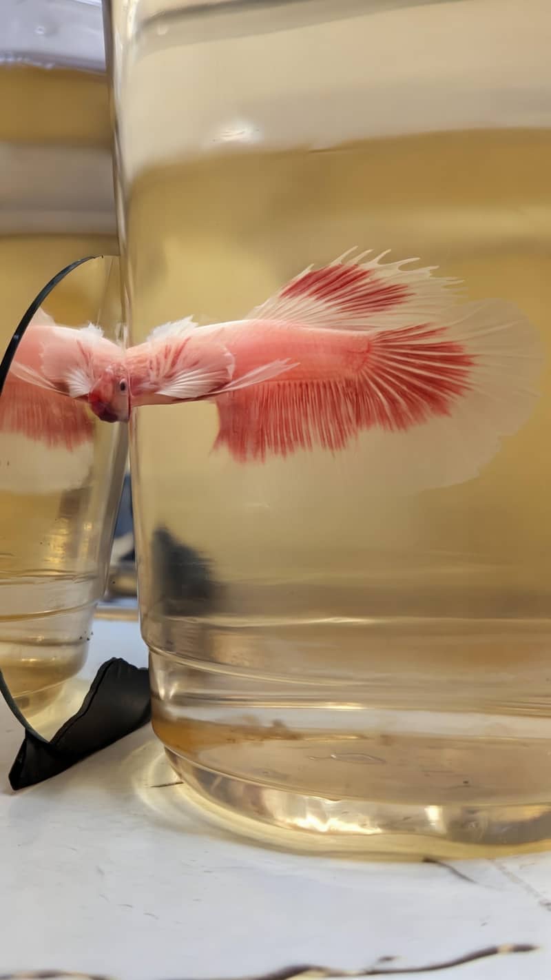 Betta Fish 3