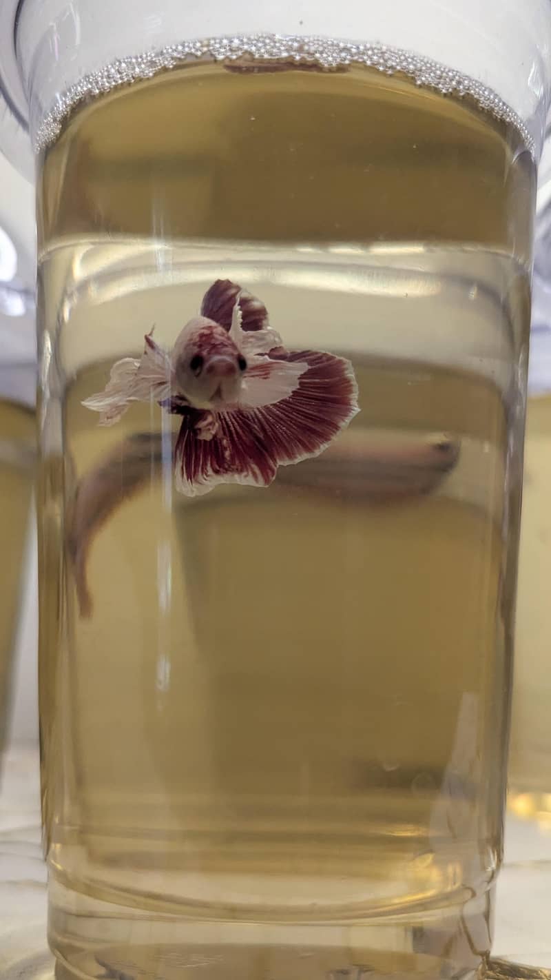 Betta Fish 4