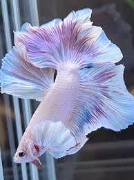 Betta Fish 5