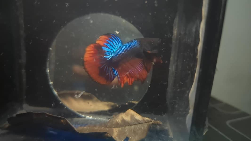 Betta Fish 6