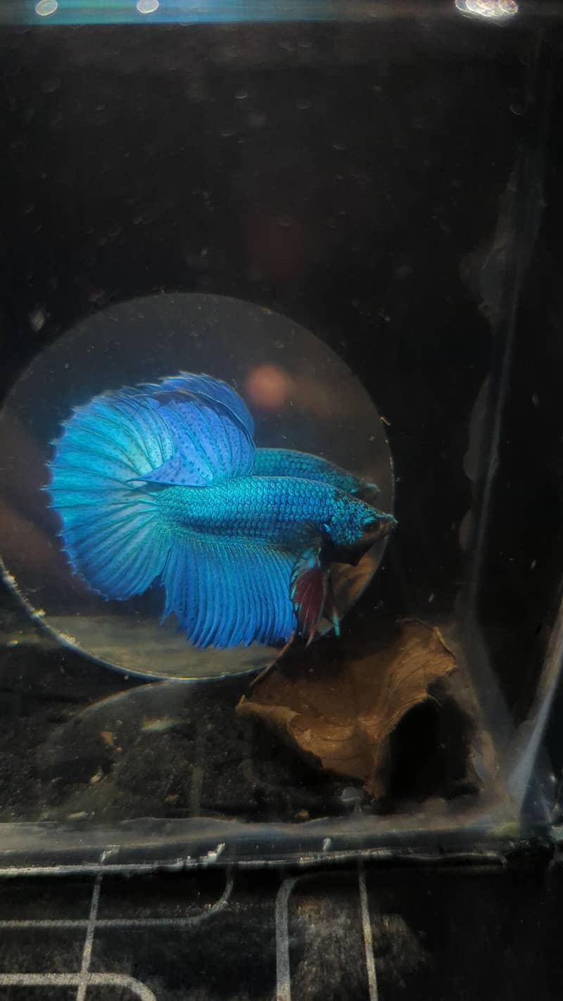 Betta Fish 7