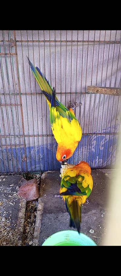 sun conure Bounding pair available with DNA healthy and Active