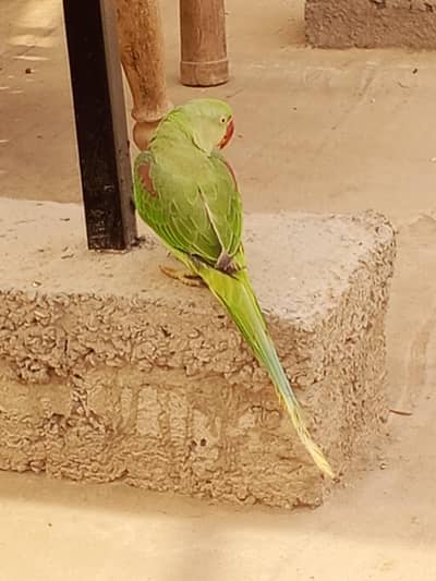 Kashmiri jambo size tame raw male ,