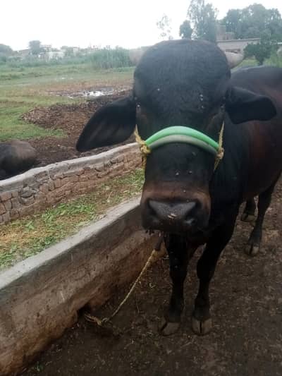 Check this out: 4.8lac 3 year Sale qurbani | bachra | wacha | گائے |