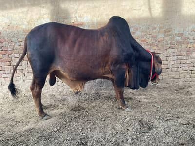 Beautiful Eid-ul-Azha Bull – 720+ KG Weight