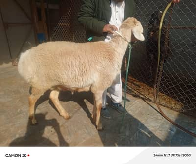 Dumba for sale