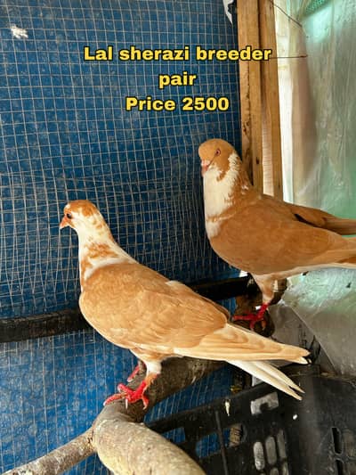 All birds for sale read Description