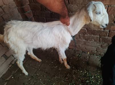 Female Goat For Sale  Description: