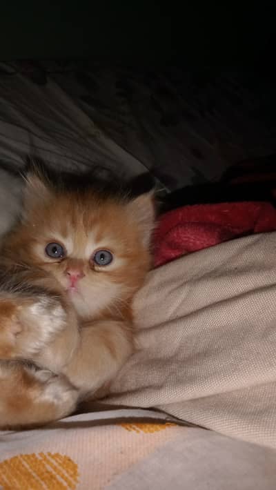 Ginger Persian