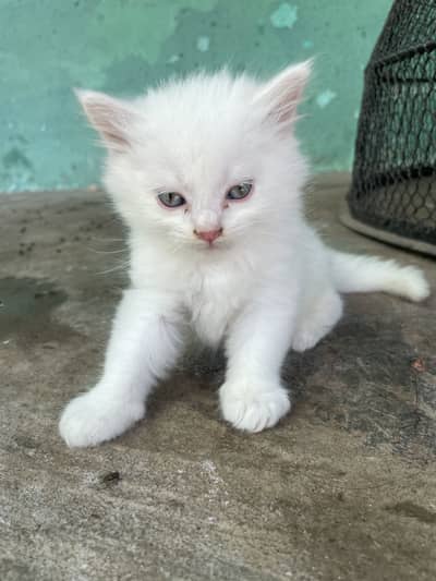 Cat baby for sell 7k per cat