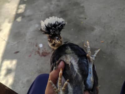 bantam chicks or breeder