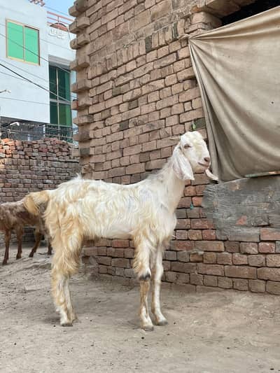 3 Bakry for sale