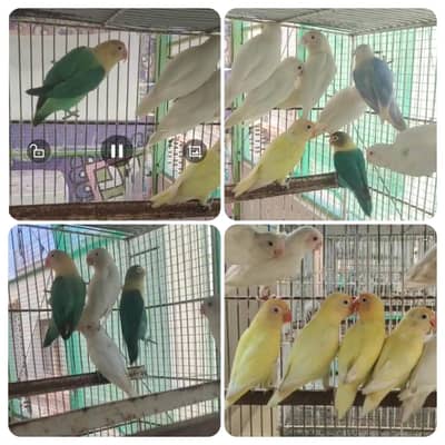 Cremin decino albino blue opline parblue opline