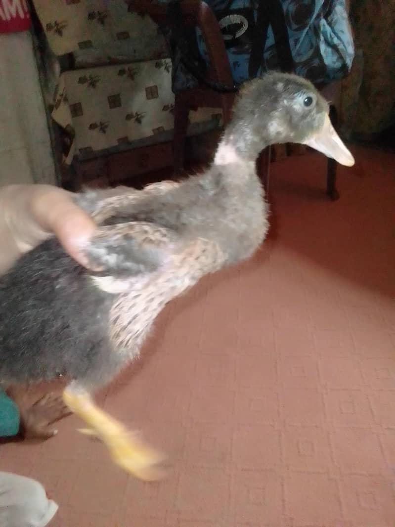 DUCKS 0