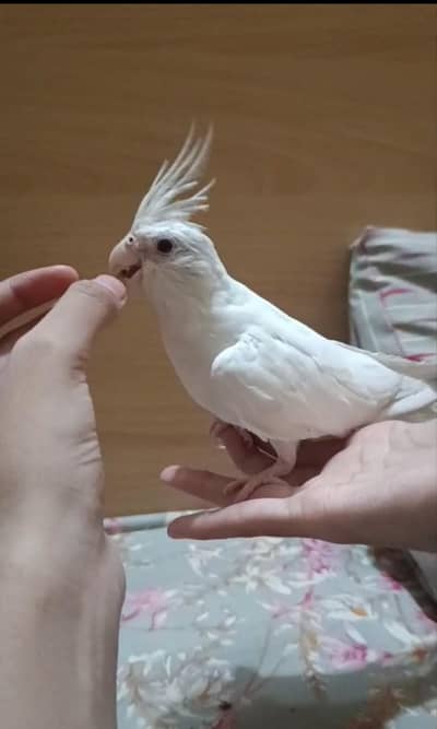 eno hand tame red eye female cocktaiel  and black eye