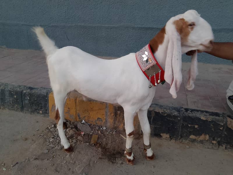 Pure breed 2